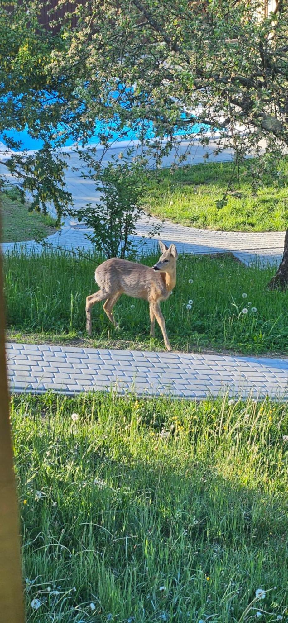 Barvy Karpat Villa Szlavszke Kültér fotó