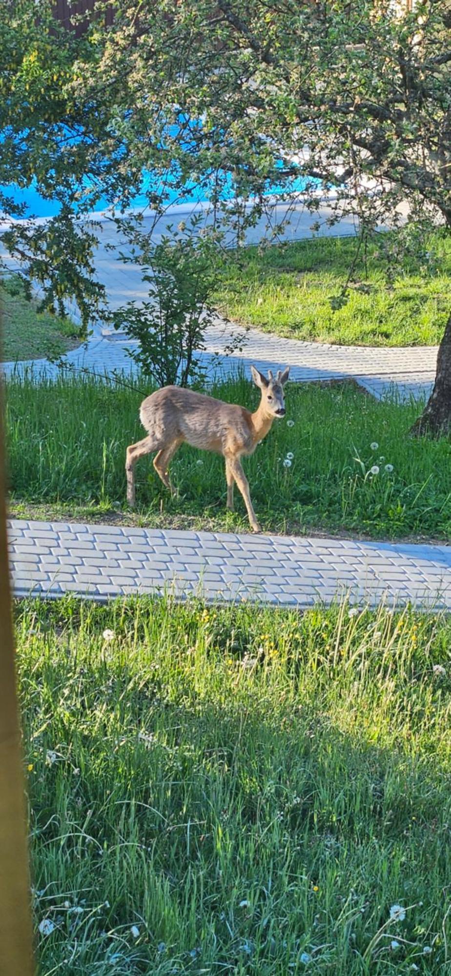 Barvy Karpat Villa Szlavszke Kültér fotó