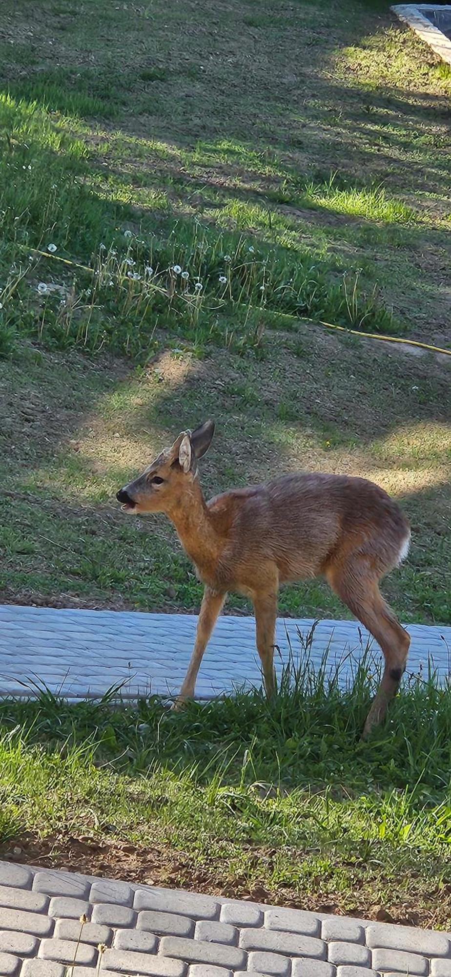 Barvy Karpat Villa Szlavszke Kültér fotó